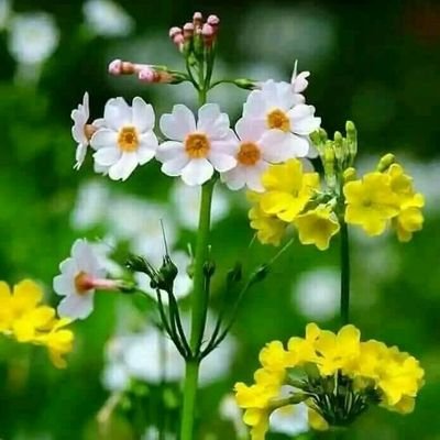 KantiKarati's profile picture. no