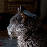 The Late Mickey ShortTail (@mickeyshorttail) Twitter profile photo