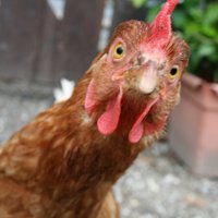 Proton Chicken (@protonduck) 's Twitter Profile