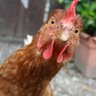 ProtonDuck's profile picture. 🐔 is always looking for answers 🧐 Chicken with attitude! 💚 Business IT specialist