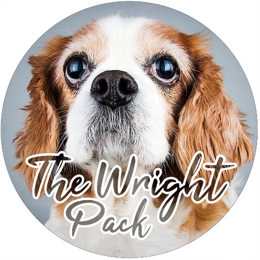 Sharing a photographic journey with our rescue pack of dogs #thewrightpack