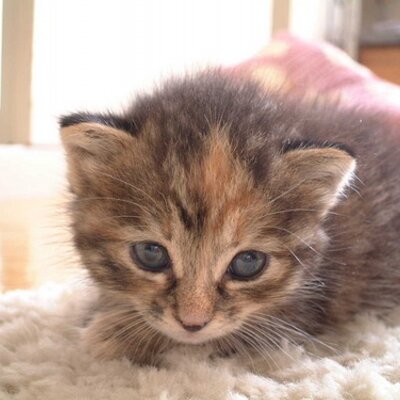 ねこたねこぞう 猫アレルギーの人でも飼える遺伝子組換え猫さんがいるらしいです