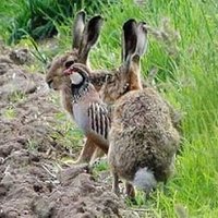 Amparo Ampuero (@amparo_ampuero) 's Twitter Profile Photo