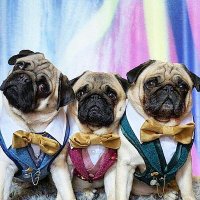 3pugsfull(@nortonmousepugs) 's Twitter Profile Photo