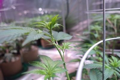 gardencrystals's profile picture. 