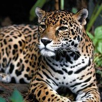 Sólo en Chiapas (@soloenchiapas) 's Twitter Profile