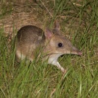 Bandicoot Genetic Rescue (@bandicootrescue) 's Twitter Profile Photo