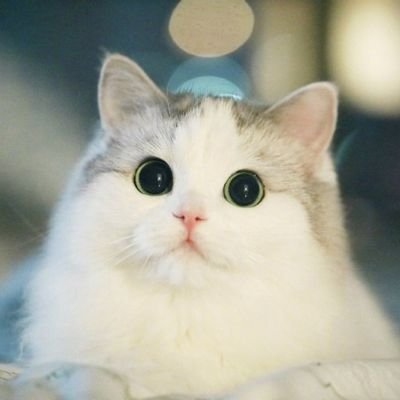 Я взаимная, сумашедшая, ходячая сосиска, которая умеет говорить🍉🍏🥐