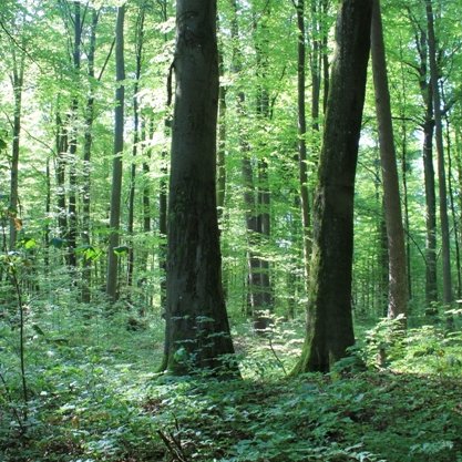 2017 gegründet als Zusammenschluss bundesweit aktiver Waldschutzinitiativen auf Bürgerebene.