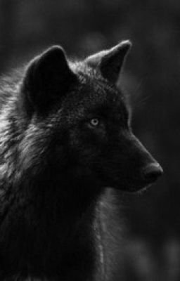 Afterturtle's profile picture. 