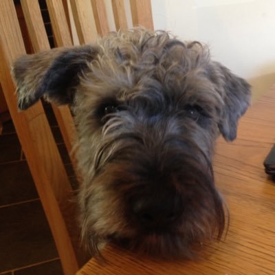 A Hound with an iPhone. my tweets are my own. I get excited and wee all over the floor so Momeeeee censors what I read. I am a native Irish breed ☘️