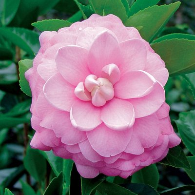 Yoi Machi - Cam Too Camellia Nursery