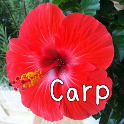 itizu_Carp Profile Picture