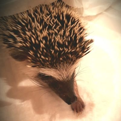 高橋優とD&E推し♥️
パンダさんとハリネズミと柴犬が主要成分です。
ハリネズミ🦔のはるちゃん
2018.3.28👶~2018.5.16🏡~2021.12.15❇️
「叶えたい夢も腐るほどある!」