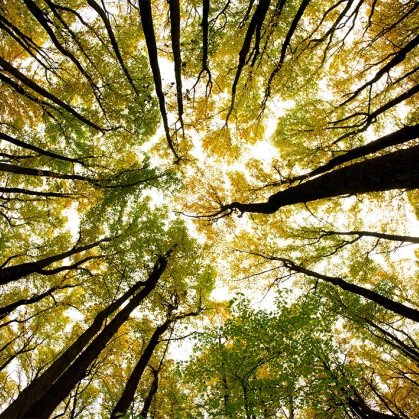 Isalikesbio's profile picture. Hello! This is my academic twitter page for AP Bio! #APBio3 Please check out my website for more information!