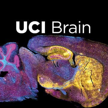 The @UCIrvine Brain Initiative aims to unlock the mysteries of the brain through collaborative research & education. Director: @mike_yassa.  #brainpower #UCI