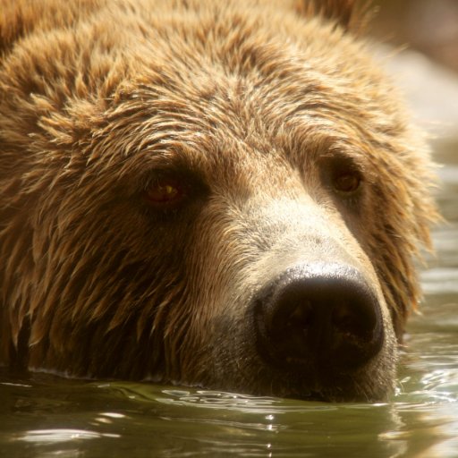 Beautiful Bear in a Tutuさんのプロフィール画像