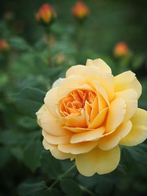 Sahnetupfen's profile picture. 