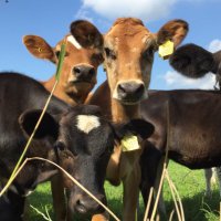 Emma H (@me_mum) 's Twitter Profile Photo