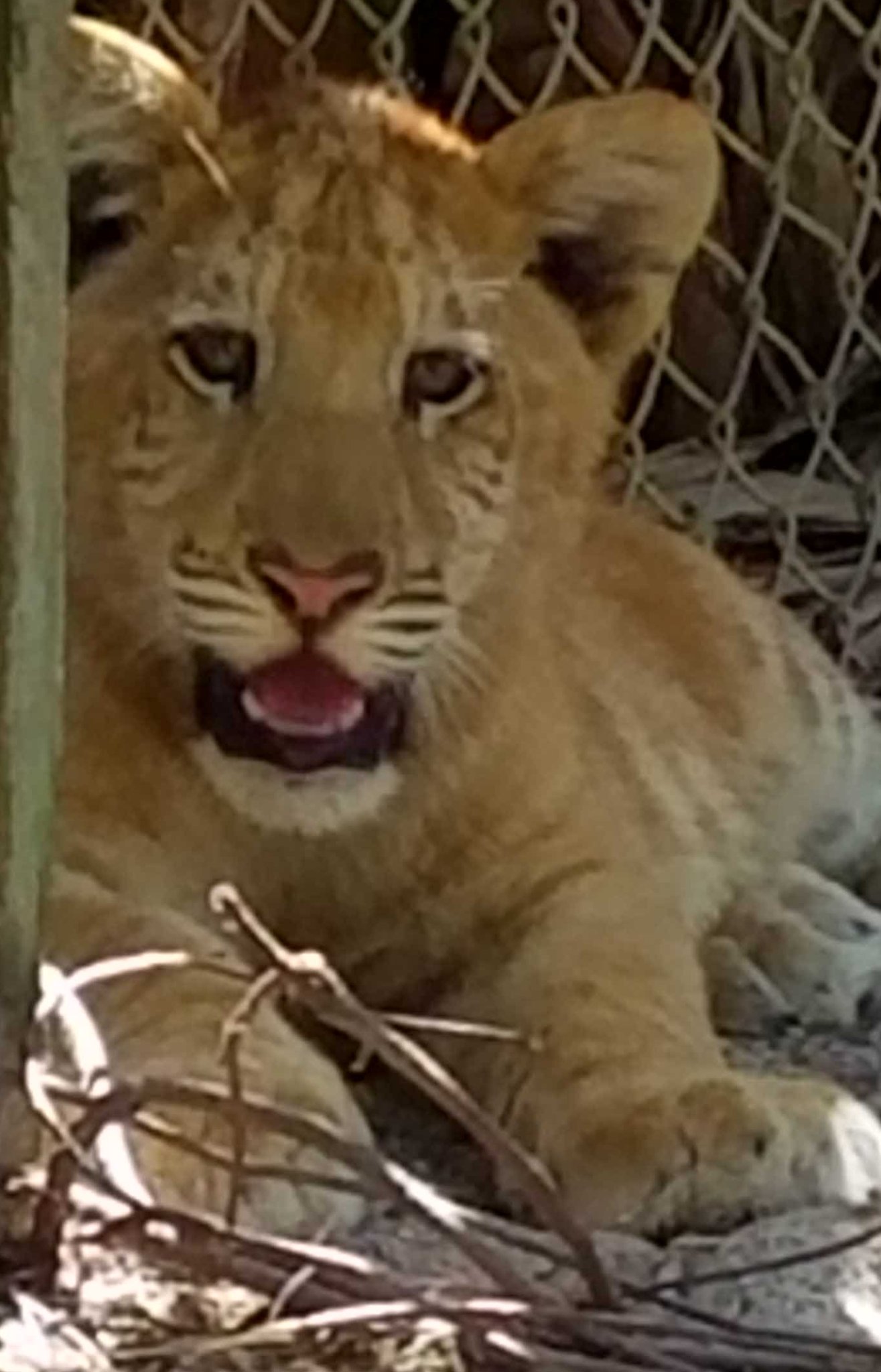 Love animals! Born/raised in Rockford IL. Huge James Garner, Chicago Bears, Air Supply and Glenn Shorrock (LRB) fan! #BLMtoo #animallivesmatter