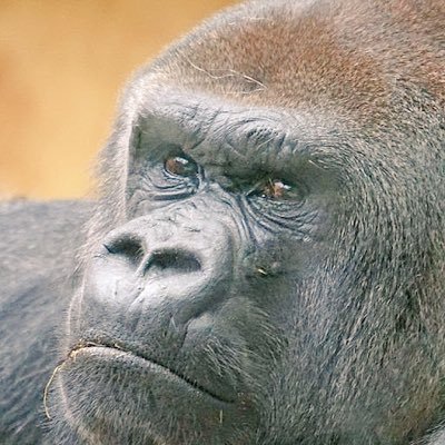 ゴリラさんさんのプロフィール画像
