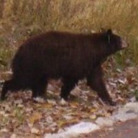 Nicolas Kranz (@norcalnickw4c) 's Twitter Profile