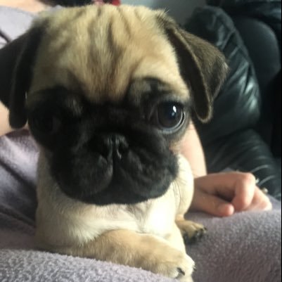 hello I’m Nancy the pug I live with two hoomans and @pugpugpolly my sister from another pug mummy