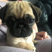 Nancy (@pugpugnancy) 's Twitter Profile