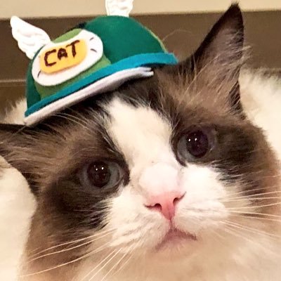 akihimatandon's profile picture. ひまわり・たんぽぽ・どんぐりの3ニャンズライフをお送りします。札幌市在住♪ リプはお気軽にどうぞ☆彡  YouTubeもご覧ください(^-^)/
