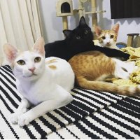 🇯🇵Uch🇹🇭 (@uchdesu) 's Twitter Profile