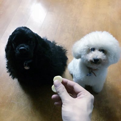ロースクールで法律学んだ後にバンドでドラム叩いて赤坂BLITZにてワンマンしたのは良い想い出🥁 現在はJOLDEENOの代表をしながら、これからミステリーの執行役員、マダミスギルドの共同代表をしてます。 @joldeeno @joldeeno2 @kore_mystery @MurderMysteryG