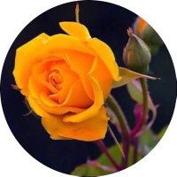 /الحنونه/al7anonh5 (@al7anonh5) 's Twitter Profile Photo