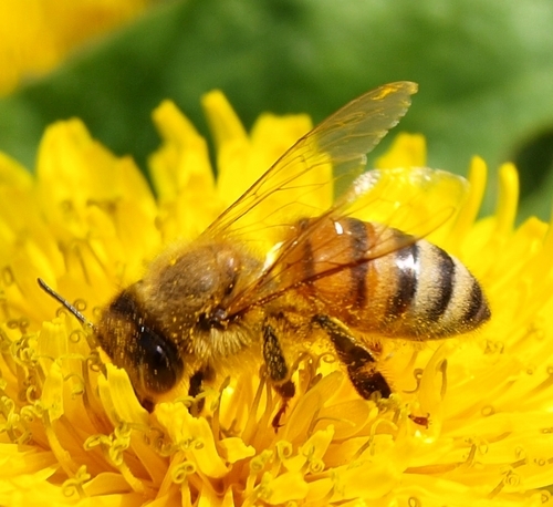 Sustainable beekeeping.