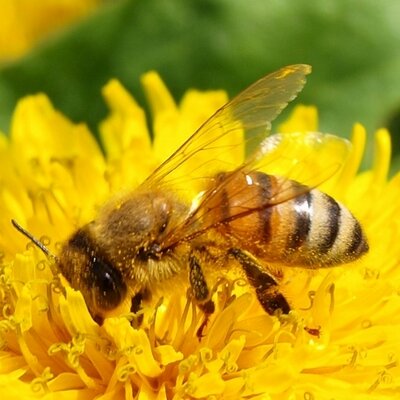 Bulk Beeswax  Hudsonville Honey