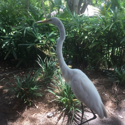 angela_az's profile picture. QTVI. Previously MFL teacher. Hoping to make a difference. amazon vine, runner, adopted at birth. views own.