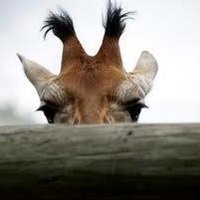 mandana (@recycledgiraffe) 's Twitter Profile