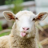 Daily Sheep(@dailysheep1) 's Twitter Profile Photo