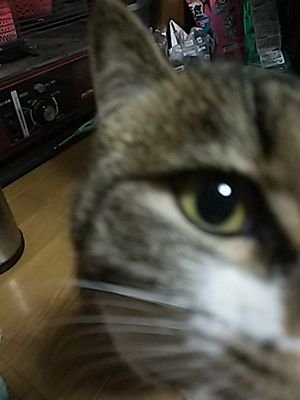 猫様とあー様を愛するただの物書きです。アルファポリスとカクヨム、なろうにて小説を書いています。たまにドラマや映画にボラエキで参加してます。創作系垢に限りフォロバ100％いたしますm(_ _)m 無言フォローやRT多目です。