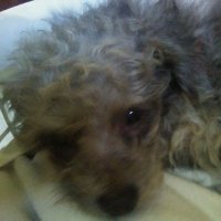 Mike D (@pupbroofdog) 's Twitter Profile