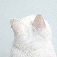 เจ้าแมวหงอย 💎🧼🪄 (@plengko_spacez) 's Twitter Profile