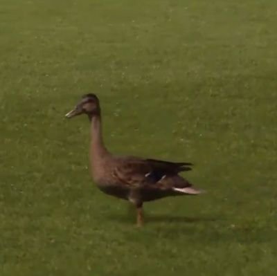 On September 1, 2018, around the 29' I entered the RSLvLAG game to place a lucky feather onto the Rio Tinto pitch.
Duck conquers Zlatan.
RSL went on to win 6-2.