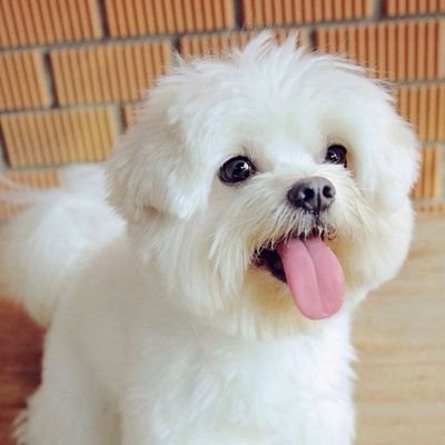 Leide22268288's profile picture. amo ser feliz 😍