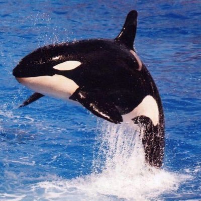 USAProudAD's profile picture. 