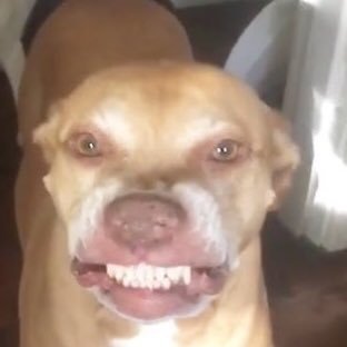 fluffyyjay1's profile picture. devil first! 💥☄️🔥