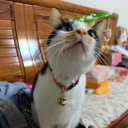 CodinCatTW