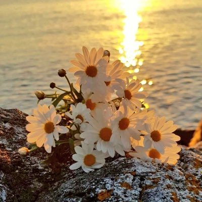 ‏عضو متطوع للدعوة والارشاد -مدربه معتمده English teacher..أحمل هم أمتي بين أضلعي... ولي أملٌ في الله لا يخيب .