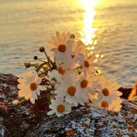 هياء فواز المعاوي ♡ (@hayonah__2) 's Twitter Profile