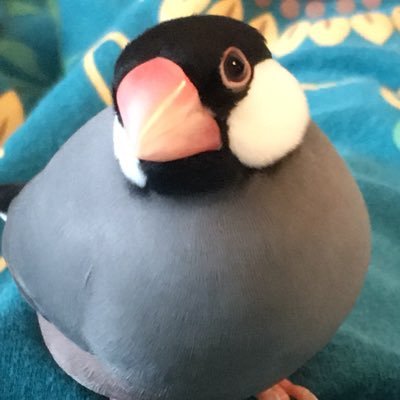 2018年6月22日〜文鳥のおにぎり丸と暮らしています。おにぎり丸が可愛すぎて仕方ありません。飼われている文鳥さんたちが可愛すぎてフォローボタンを押しまくってしまいます…文鳥をただただ愛でるだけのアカウント('ω'≡'ω'≡'ω'≡'ω')