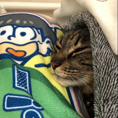 おそ松さんと2.5の世界を全力で愛したいが為のアカウント。つぶやき少なめ。萌を享受したい… 後交換系はこのアカウントでやります。