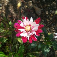 Caroline Banham (@93b3a357b2f84e1) 's Twitter Profile
